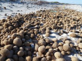 Neptunbälle am Strand