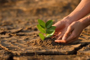 Jemand Pflanzt Zum Klimaschutz Einen Baum