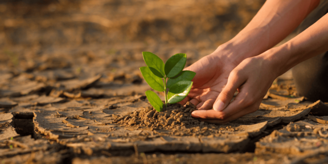 Jemand Pflanzt Zum Klimaschutz Einen Baum